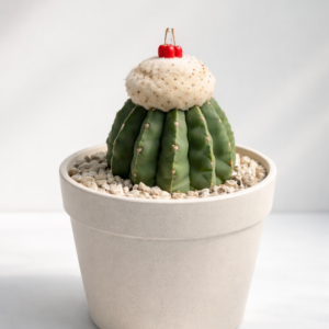 Astrophytum myriostigma collector specimen in a minimal SUCCULON product photo
