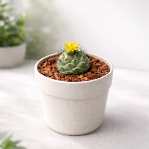 Compact flowering cactus with yellow bloom for SUCCULON