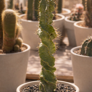 Monstrose columnar cactus selected as a unique SUCCULON specimen