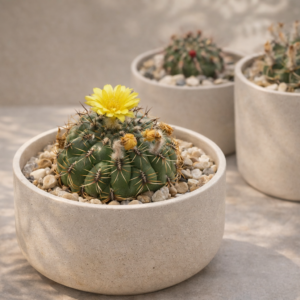 Rare cactus with yellow flower photographed for SUCCULON