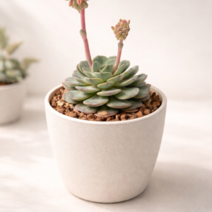 Flowering Echeveria succulent selected for SUCCULON