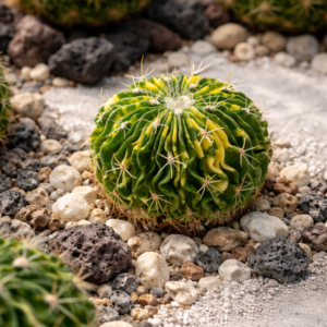 Gymnocalycium mihanovichii variegata photographed as a unique SUCCULON specimen