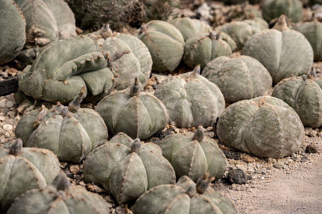 Astrophytum cactus in mineral setting for SUCCULON editorial use