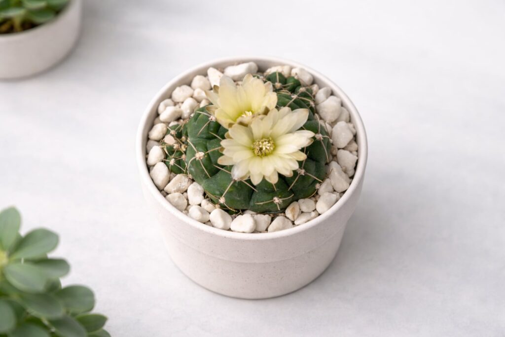SUCCULON collector cactus and succulent editorial image 008