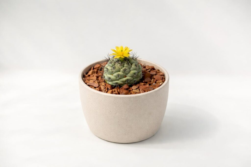 SUCCULON collector cactus and succulent editorial image 020