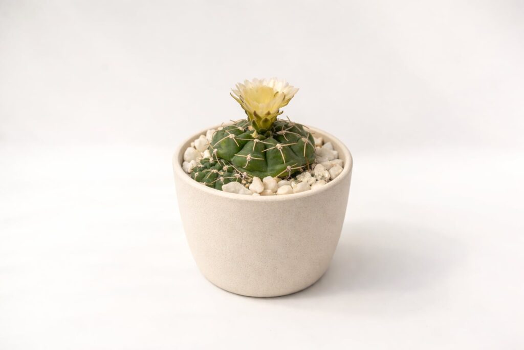 SUCCULON collector cactus and succulent editorial image 022