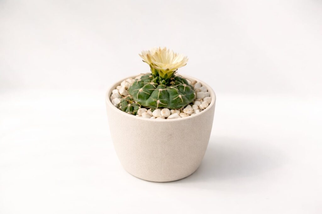 SUCCULON collector cactus and succulent editorial image 023
