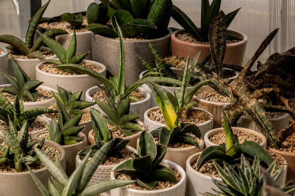 SUCCULON collector cactus and succulent editorial image 031