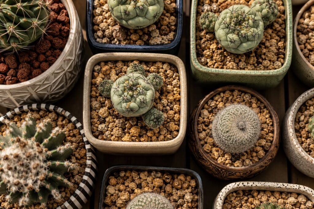 SUCCULON collector cactus and succulent editorial image 039