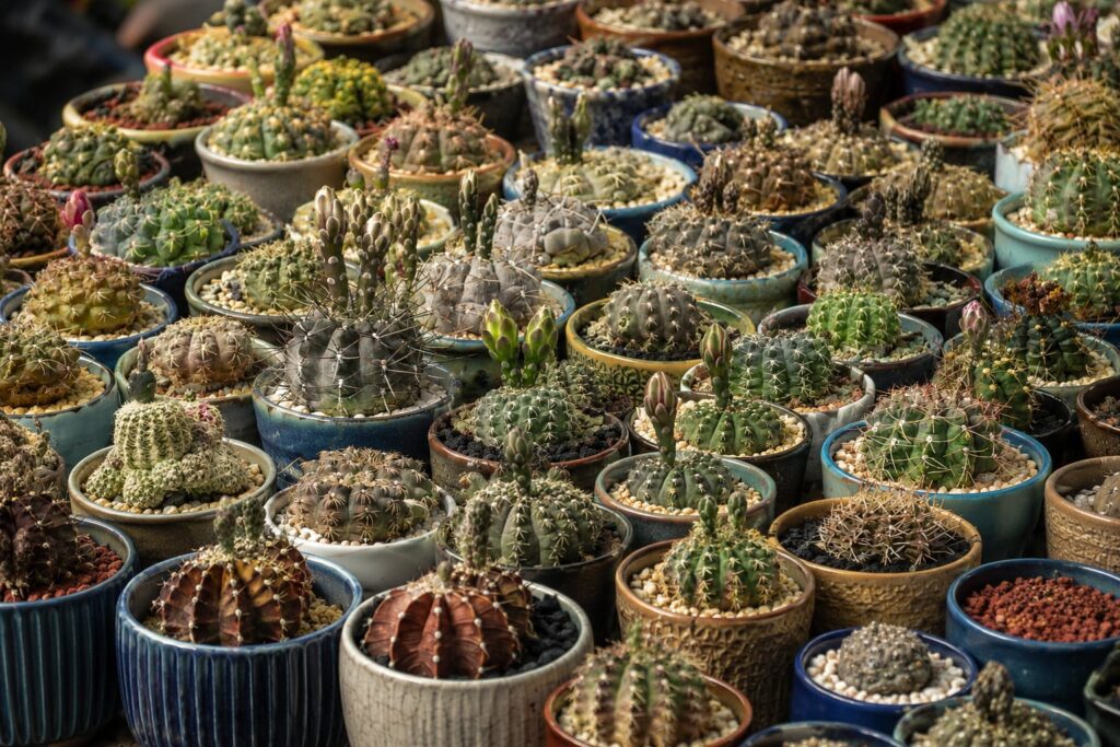 SUCCULON collector cactus and succulent editorial image 050