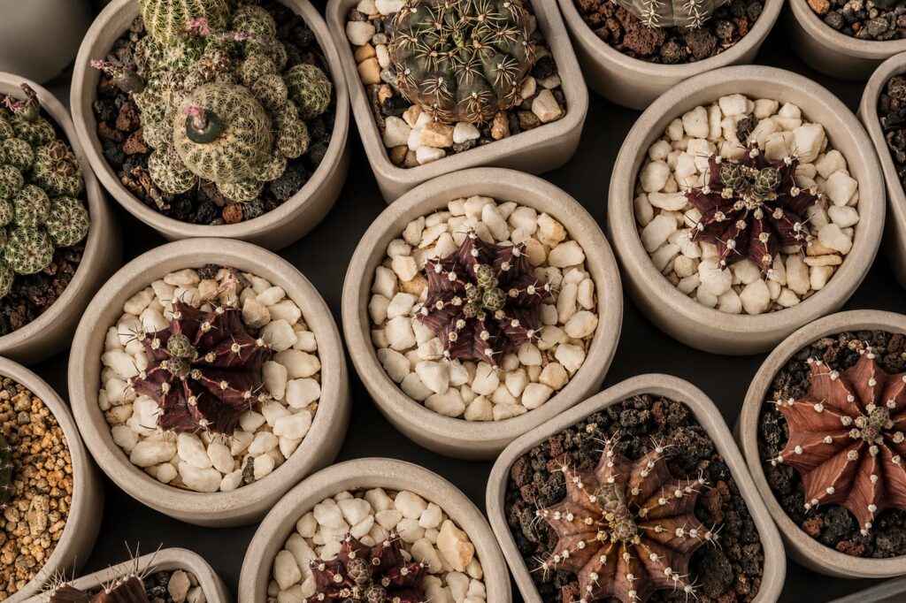 SUCCULON collector cactus and succulent editorial image 059