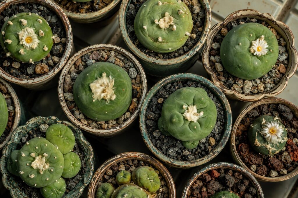 SUCCULON collector cactus and succulent editorial image 061