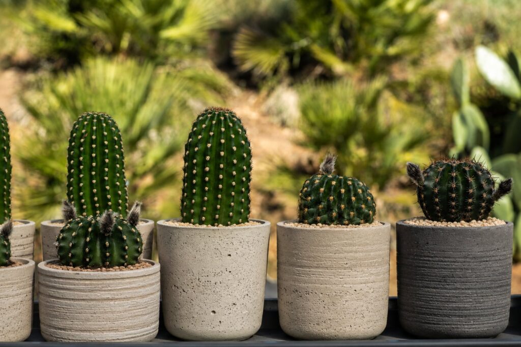 SUCCULON collector cactus and succulent editorial image 068