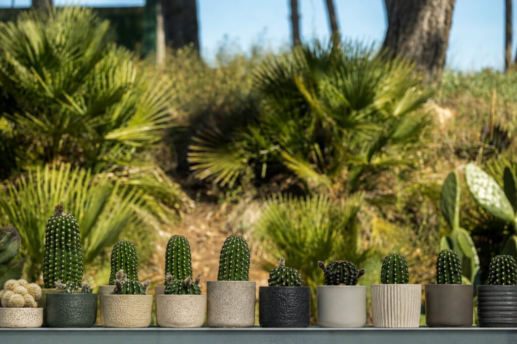 SUCCULON collector cactus and succulent editorial image 070