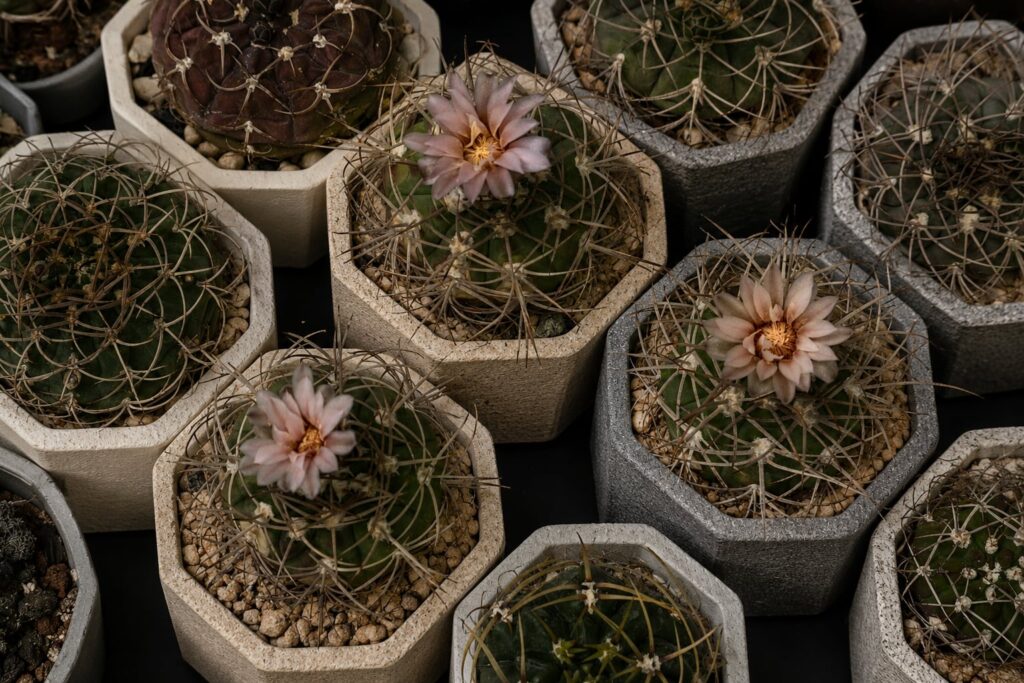 SUCCULON collector cactus and succulent editorial image 073
