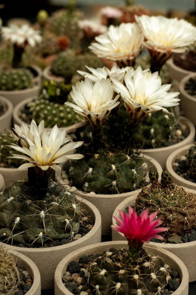 SUCCULON collector cactus and succulent editorial image 078