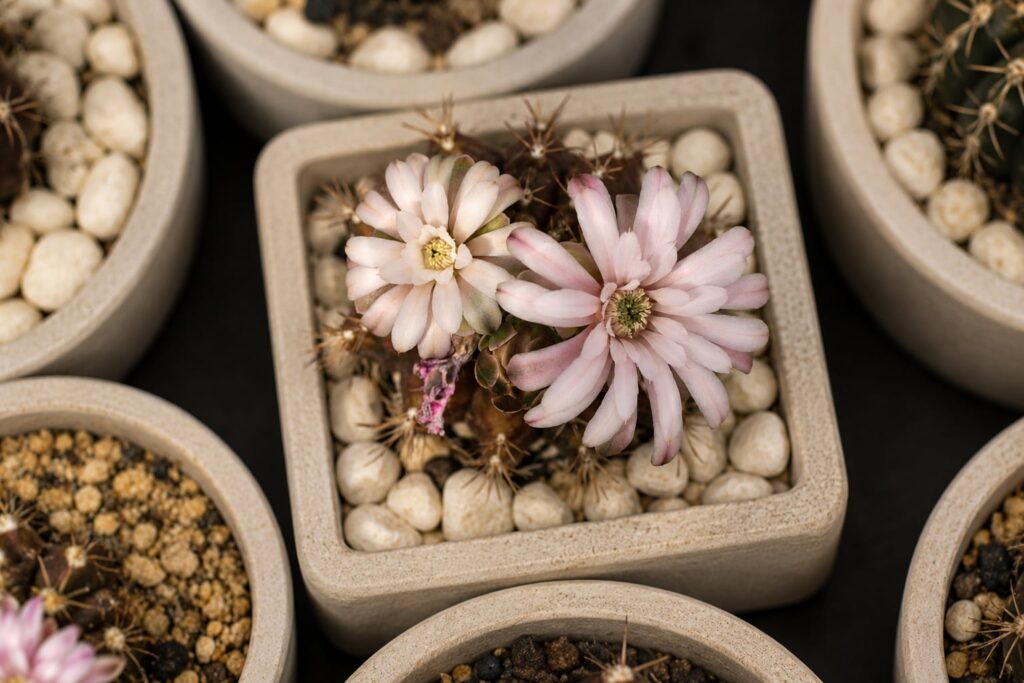SUCCULON collector cactus and succulent editorial image 080