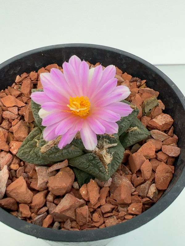 SUCCULON — Ariocarpus fissuratus fissuratus — SUC-260929-FERK