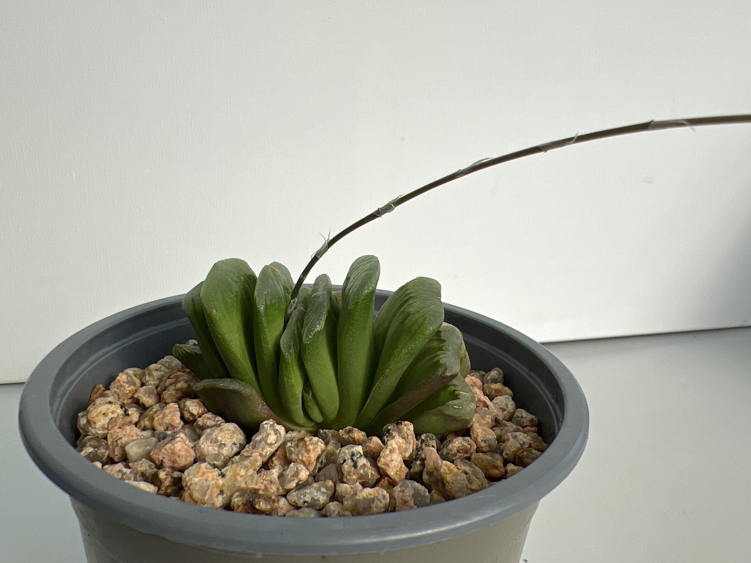 SUCCULON — Haworthia truncata “ Lime green” — SUC-260927-AQF3