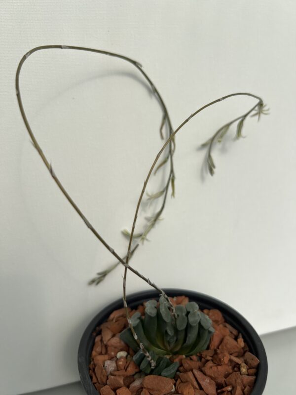 SUCCULON — Haworthia truncata — SUC-260927-KML3