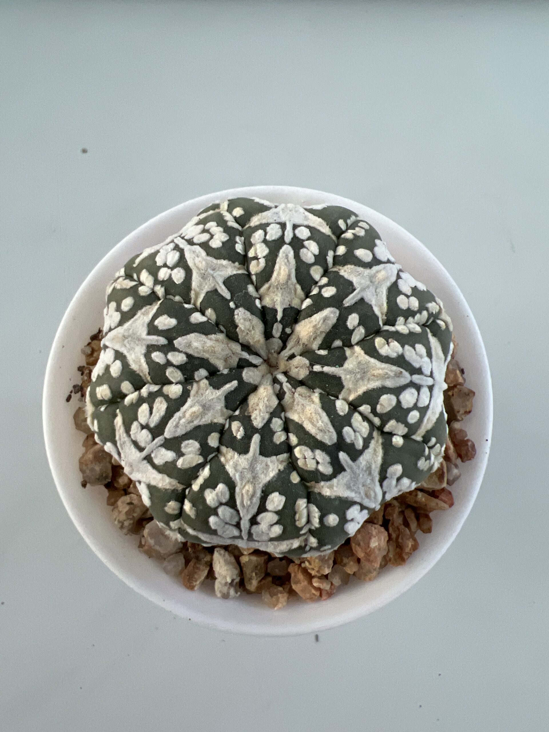 SUCCULON — Astrophytum asterias CV. Super Kabuto V-type — SUC-260929-OTKV
