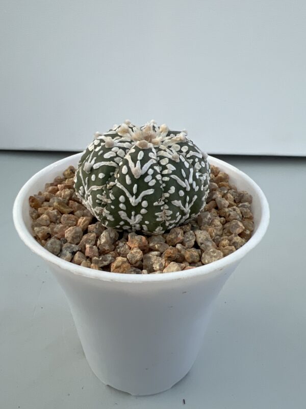 SUCCULON — Astrophytum asterias CV. Super Kabuto V-type — SUC-260929-P4KG