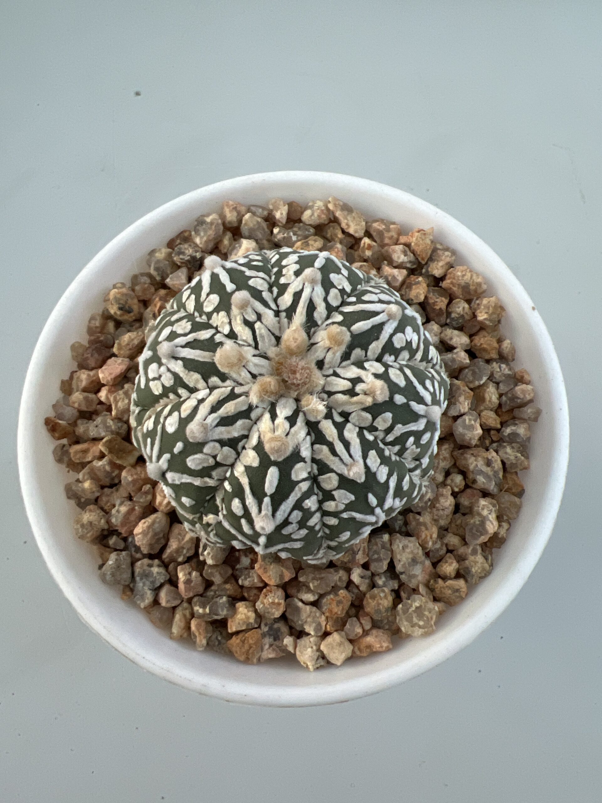 SUCCULON — Astrophytum asterias CV. Super Kabuto V-type — SUC-260929-P4KG