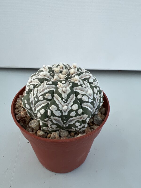 SUCCULON — Astrophytum asterias CV. Super Kabuto V-type — SUC-260929-H7AA