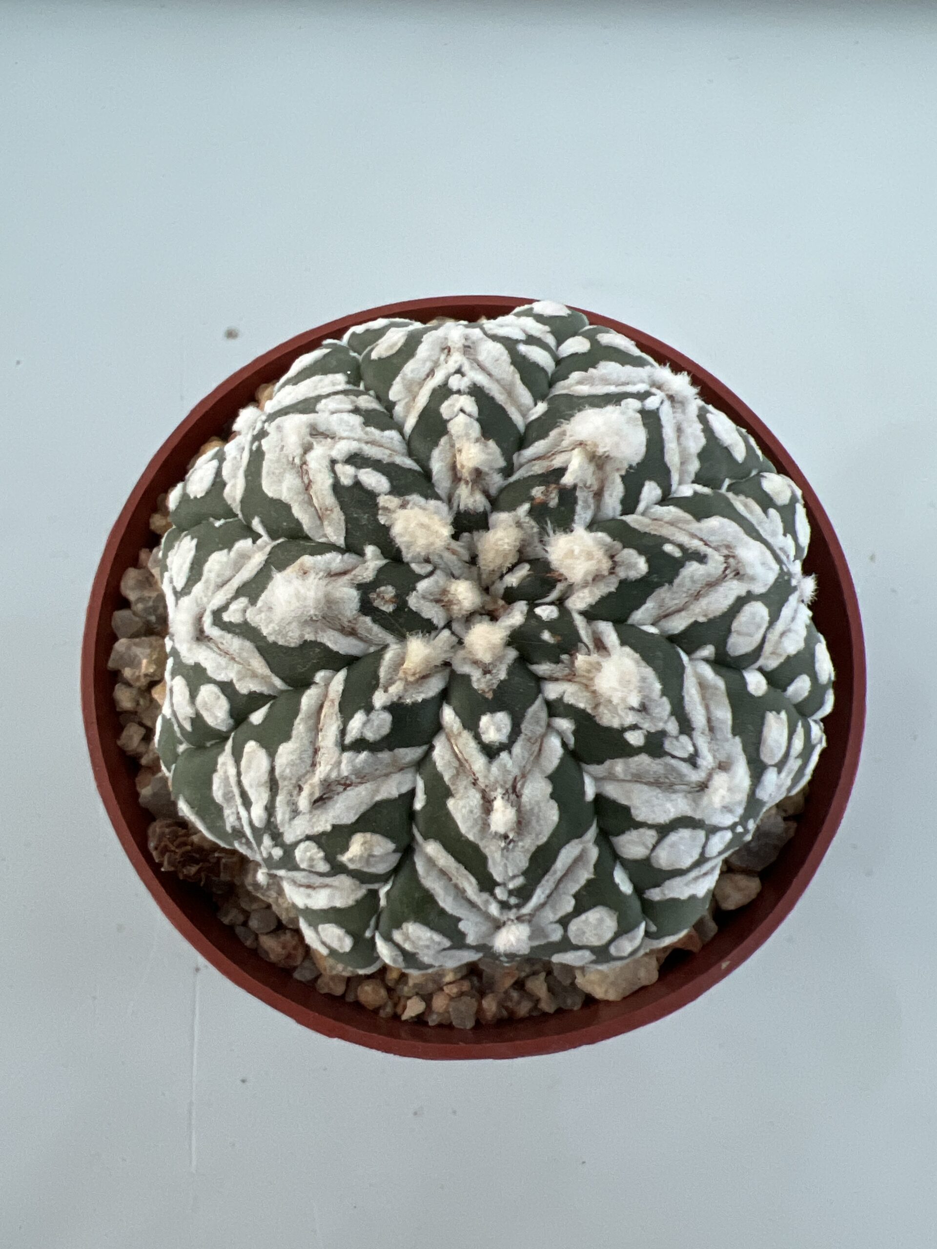 SUCCULON — Astrophytum asterias CV. Super Kabuto V-type — SUC-260929-H7AA