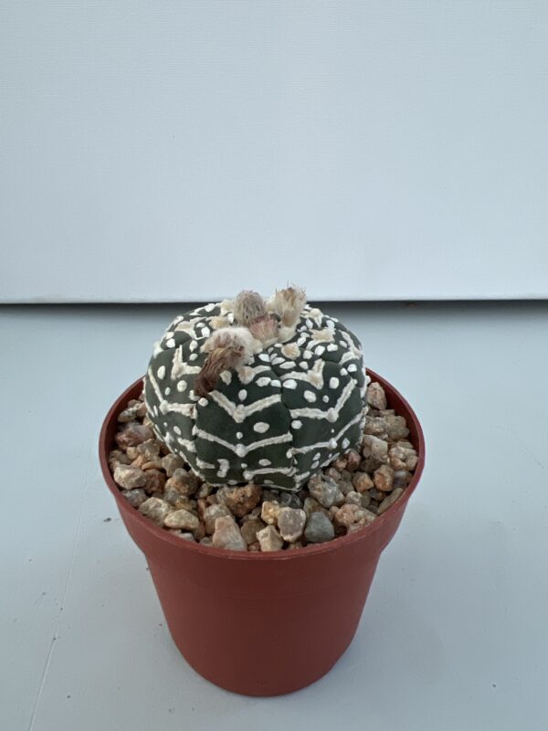 SUCCULON — Astrophytum asterias cv. Super Kabuto V-type — SUC-260929-VUA7