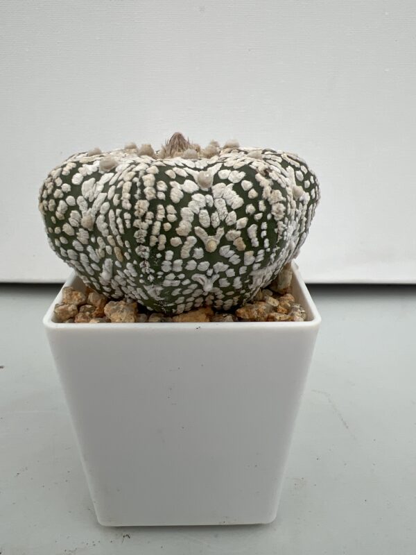 SUCCULON — Astrophytum asterias cv. Super Kabuto Star V-type flat form — SUC-260930-O00I