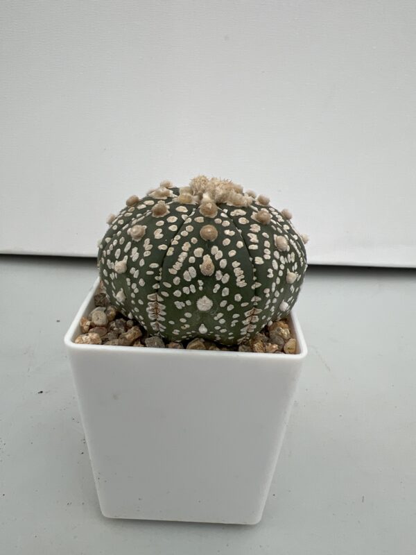 SUCCULON — Astrophytum asterias cv. Super Kabuto — SUC-260930-WGNP