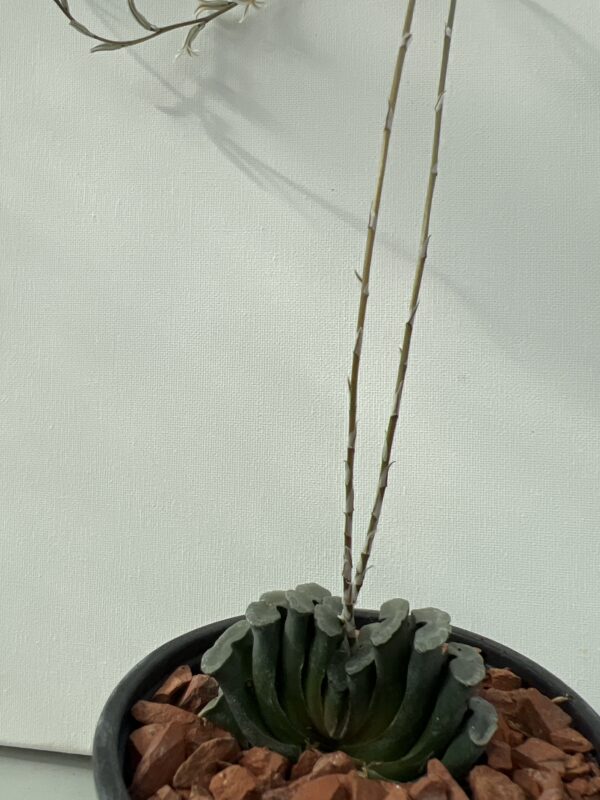 SUCCULON — Haworthia truncata — SUC-260927-3156