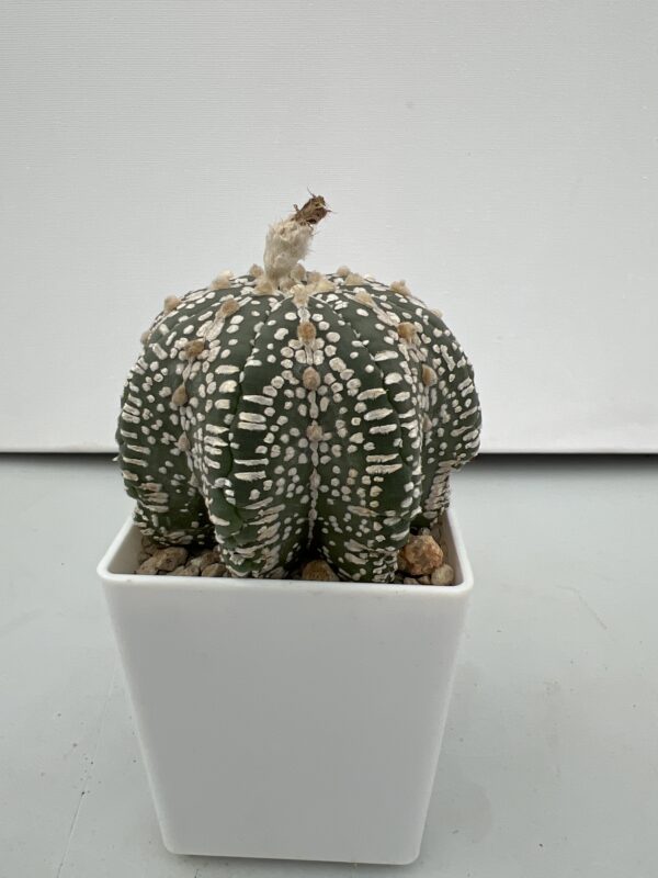 SUCCULON — Astrophytum asterias cv. Super Kabuto striped pattern, strongly lobed ribs — SUC-260930-G1B6