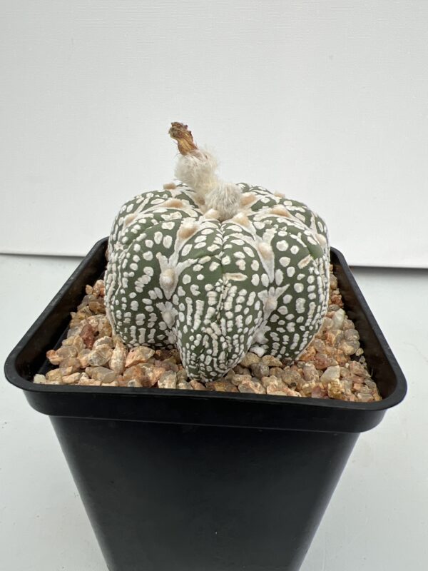 SUCCULON — Astrophytum asterias cv. Super Kabuto V-type, strongly lobed ribs — SUC-260930-XWGC