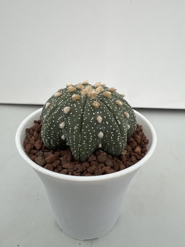 SUCCULON — Astrophytum asterias cv. Star Shape — SUC-260930-I8SW