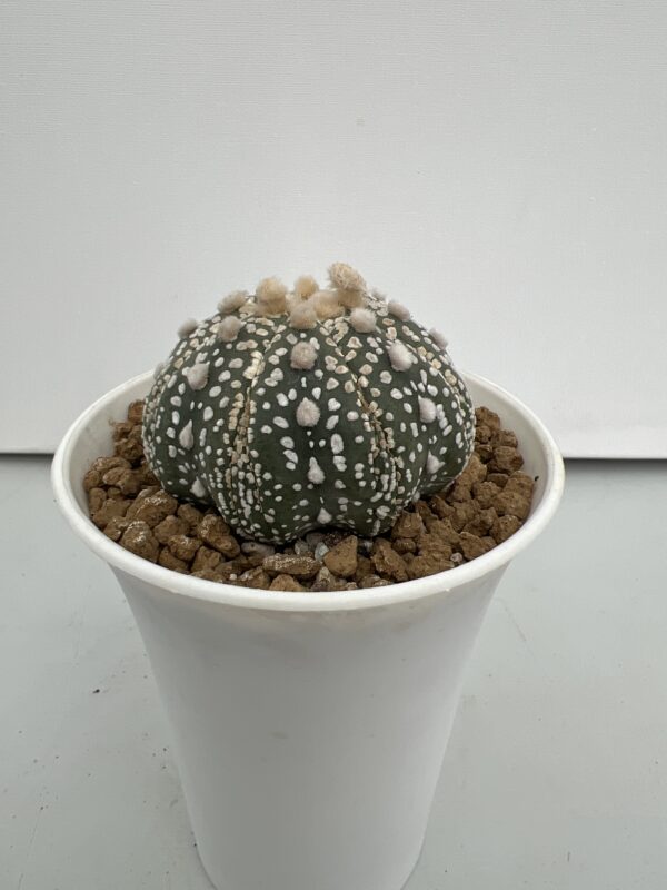 SUCCULON — Astrophytum asterias cv. Super Kabuto Fukuryu — SUC-260930-0KXY