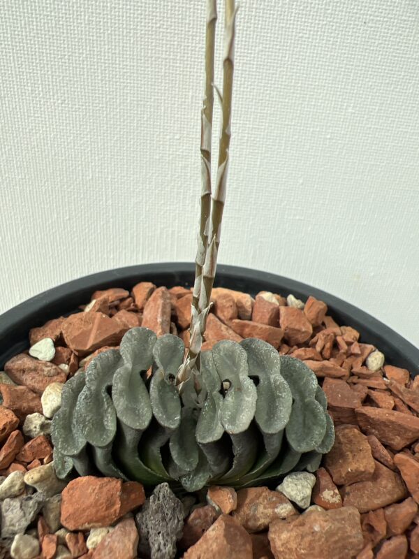 SUCCULON — Haworthia truncata — SUC-260927-419K