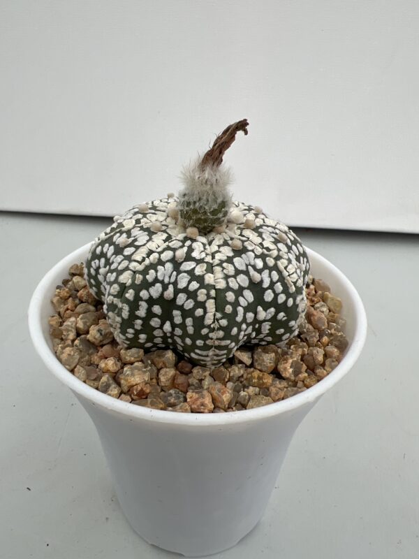 SUCCULON — Astrophytum asterias cv. Super Kabuto selected form — SUC-260930-FTOL