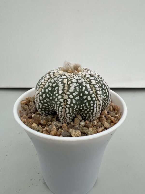 SUCCULON — Astrophytum asterias cv. Super Kabuto Star Shape, strongly lobed ribs — SUC-260930-NN54