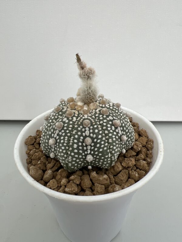 SUCCULON — Astrophytum asterias cv. Super Kabuto — SUC-260930-Q2FH
