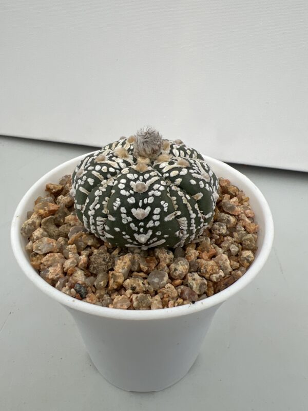 SUCCULON — Astrophytum asterias cv. Super Kabuto 5-ribs V-type Fukuryu — SUC-260930-UANI