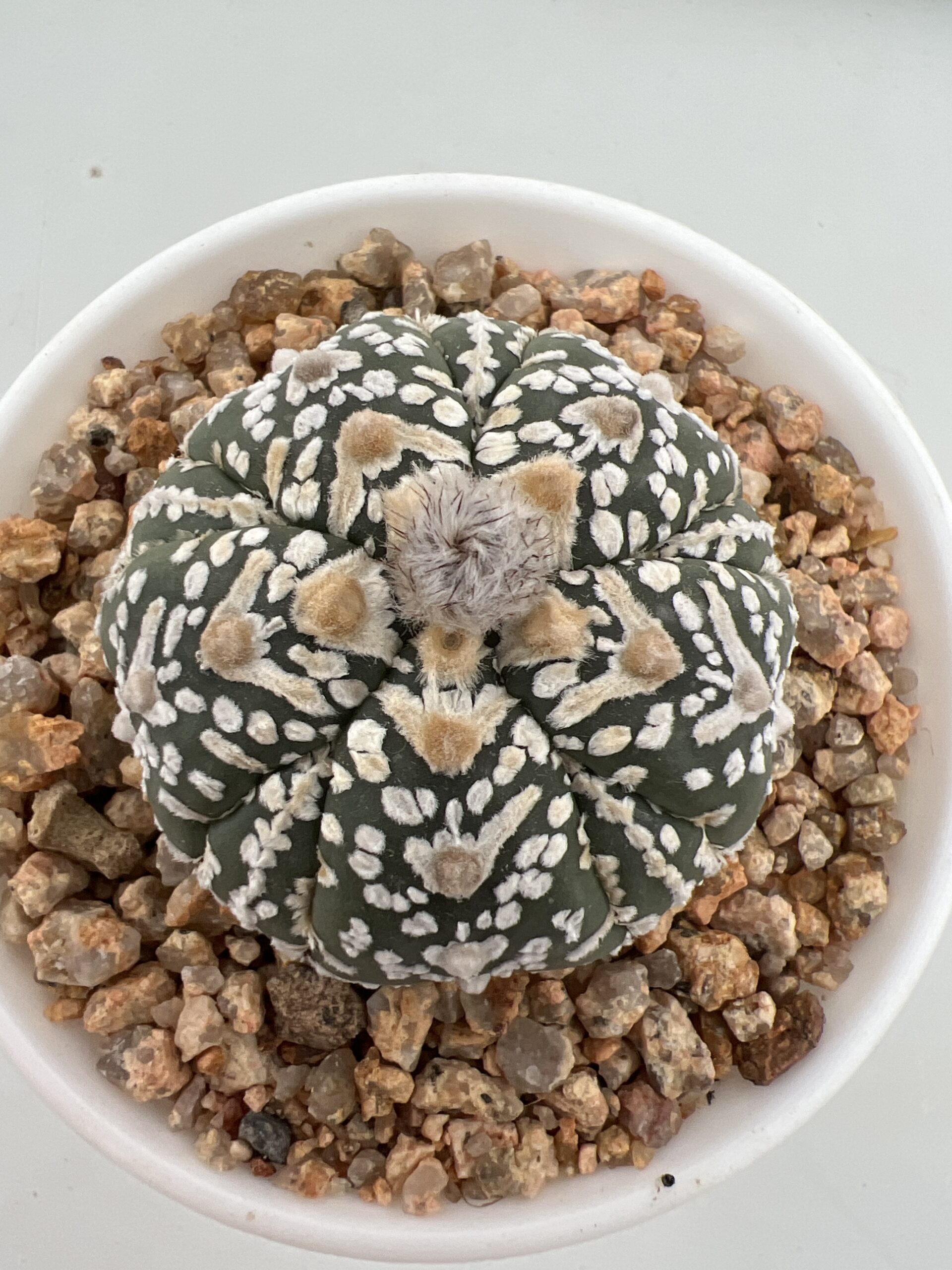 SUCCULON — Astrophytum asterias cv. Super Kabuto 5-ribs V-type Fukuryu — SUC-260930-UANI