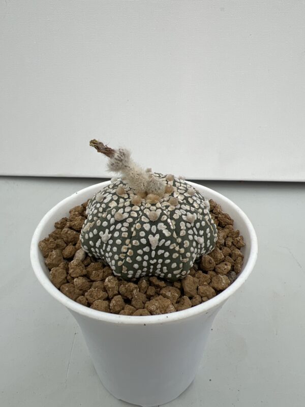 SUCCULON — Astrophytum asterias cv. Super Kabuto Selected — SUC-260930-QGXX