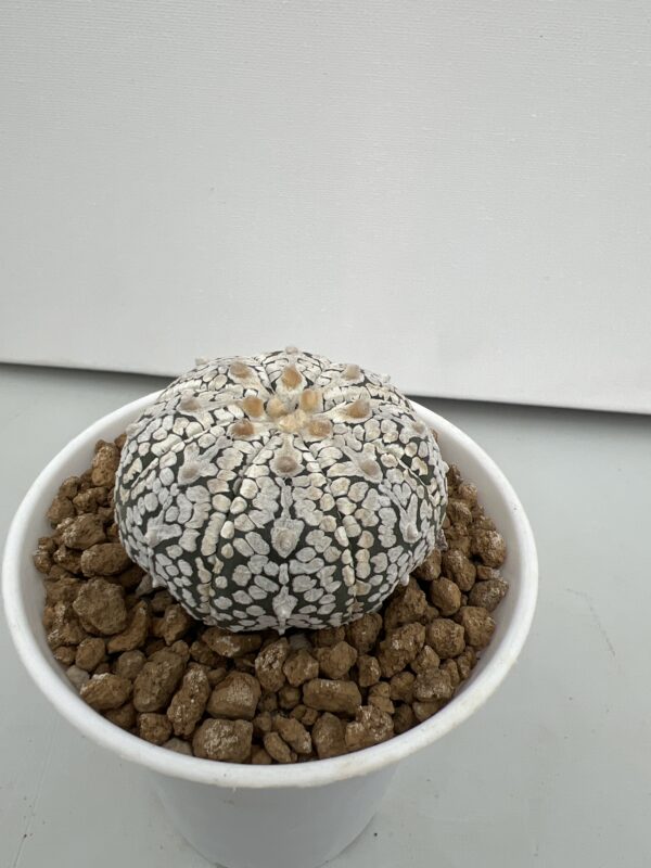 SUCCULON — Astrophytum asterias cv. Super Kabuto V-type — SUC-260930-2Q3Z