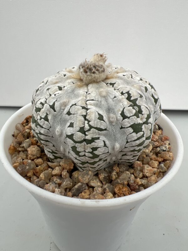 SUCCULON — Astrophytum asterias cv. Super Kabuto Big V-type Extreme White — SUC-260930-IW8Q