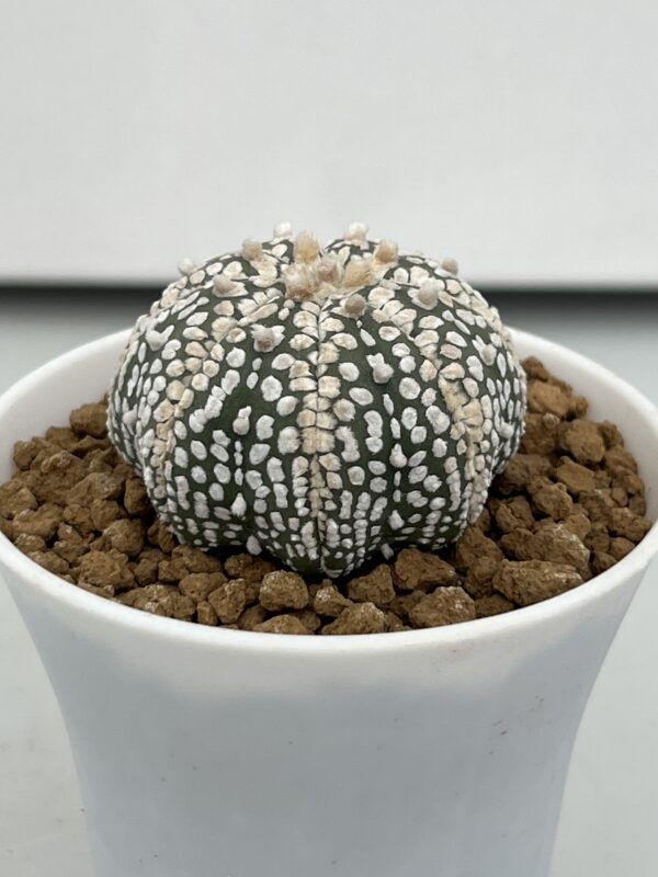 SUCCULON — Astrophytum asterias cv. Super Kabuto Selected Specimen — SUC-260930-LYEX