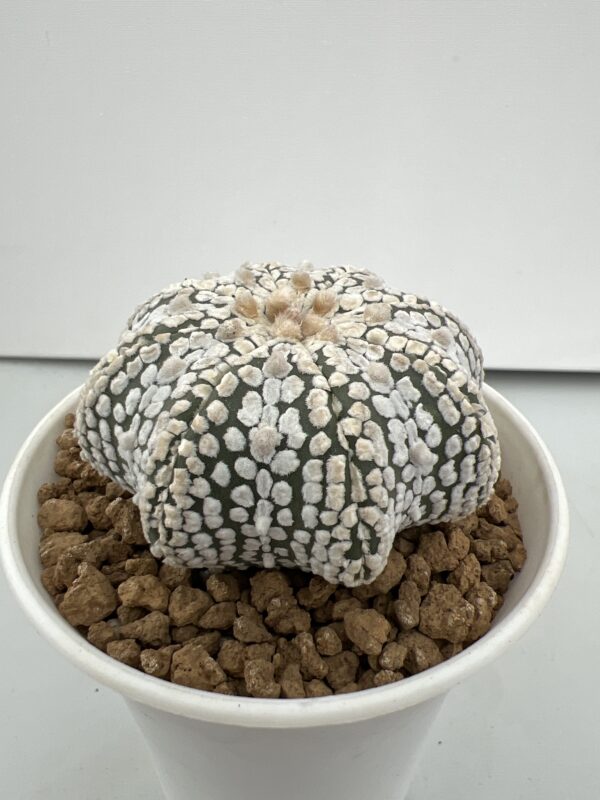 SUCCULON — Astrophytum asterias cv. Super Kabuto Star Shape — SUC-260930-JPJT