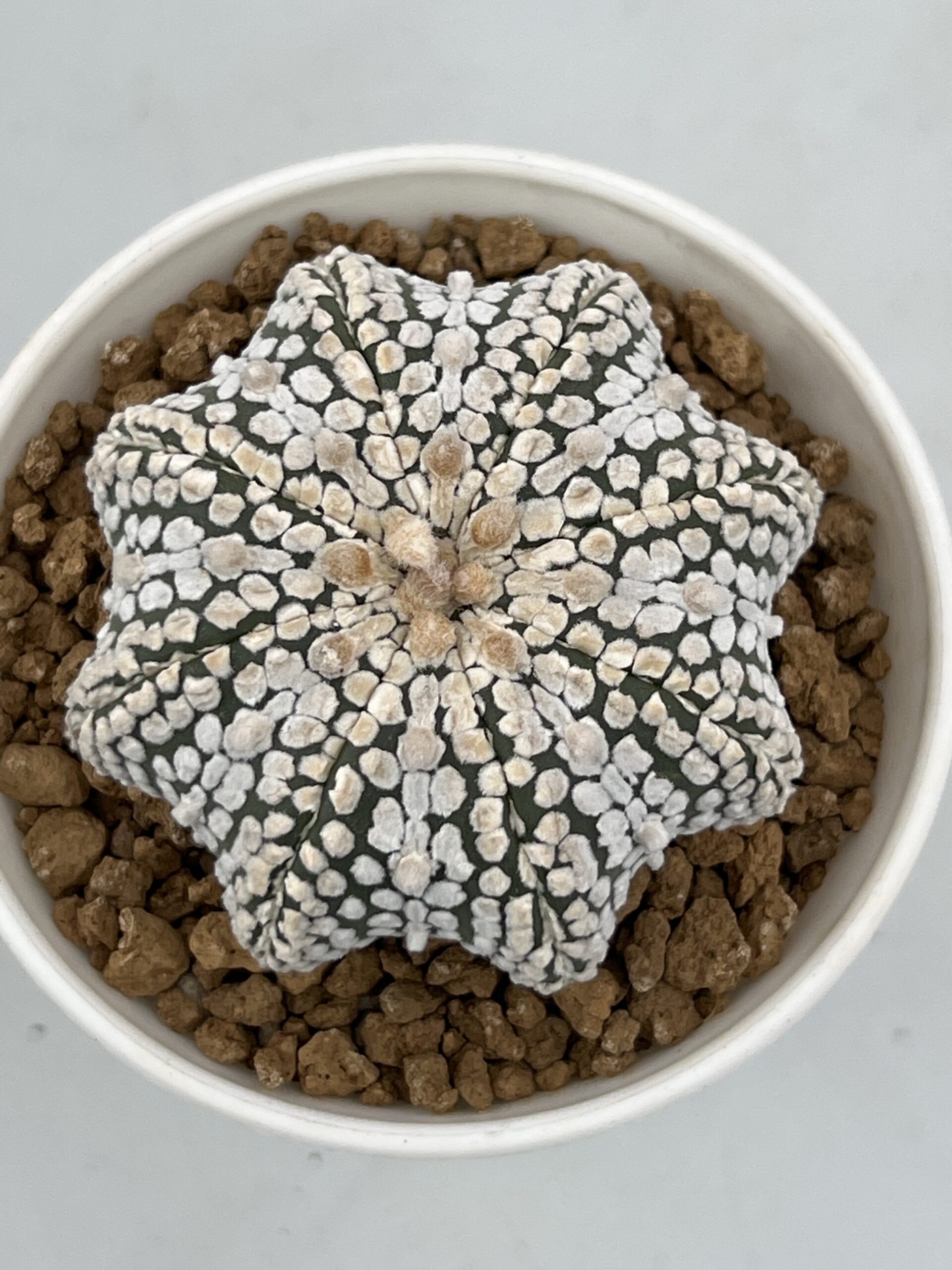 SUCCULON — Astrophytum asterias cv. Super Kabuto Star Shape — SUC-260930-JPJT
