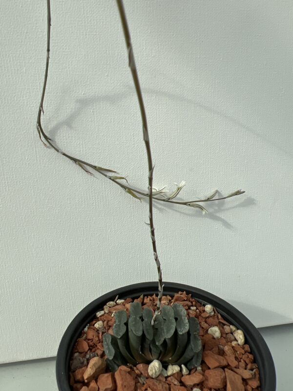 SUCCULON — Haworthia truncata — SUC-260927-80XK